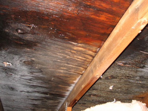Black growth on roof sheathing in attic. We<br>would advise you to call a mold specialist<br>to review, test.